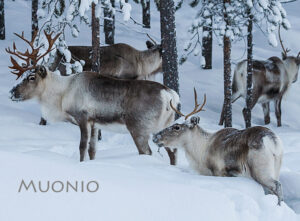 Magnet - Reindeer 02