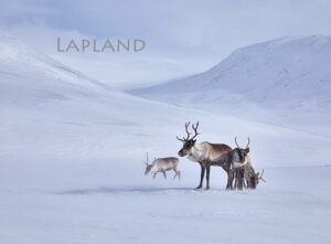 Magnet - Reindeer 10