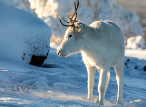 Magnet - Reindeer 12