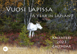 a year in lapland calendar 2023