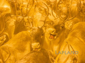 Magnet - Reindeer 07