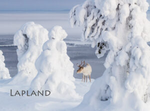Magnet - Reindeer 09