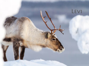 Magnet - Reindeer 14