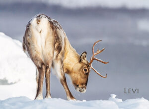 Magnet - Reindeer 21